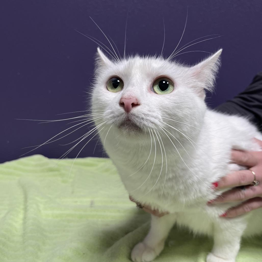 petunia marbles, Adoptable, Adult Female Domestic Short Hair.