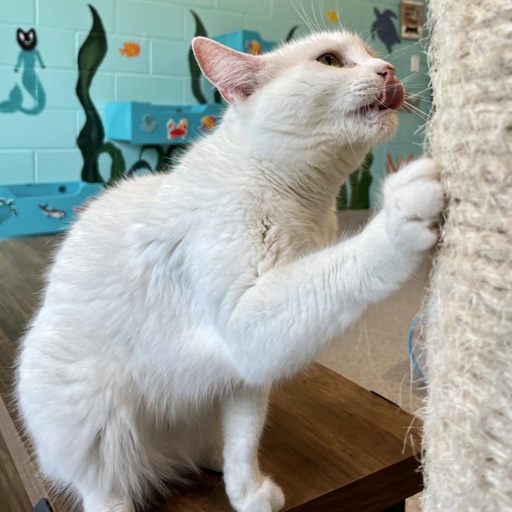 Enlarge petunia marbles, a Adoptable Domestic Short Hair in Englewood, FL image 2/6