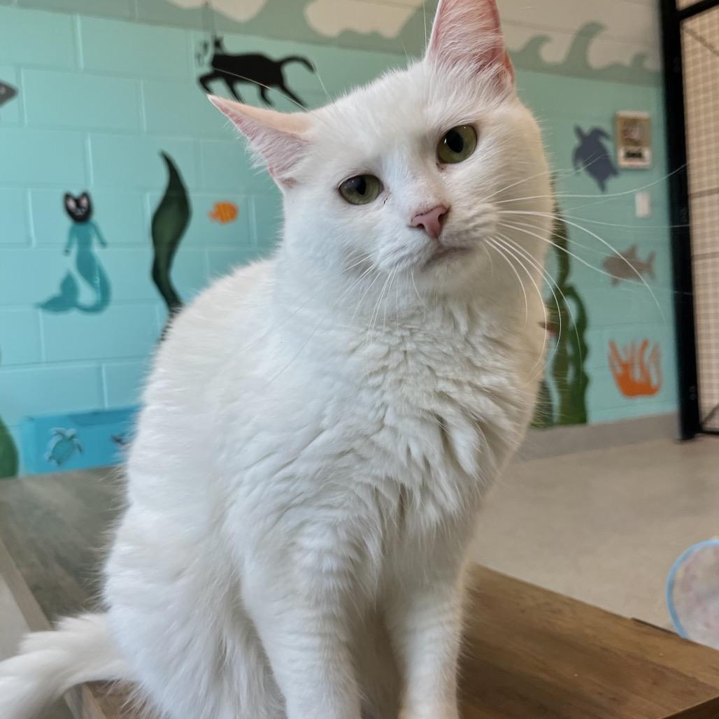 Enlarge petunia marbles, a Adoptable Domestic Short Hair in Englewood, FL image 3/6