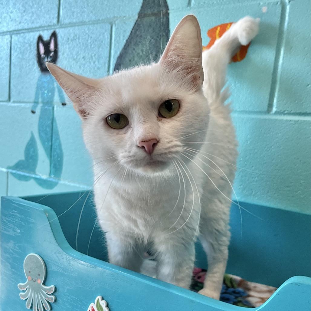 Enlarge petunia marbles, a Adoptable Domestic Short Hair in Englewood, FL image 4/6