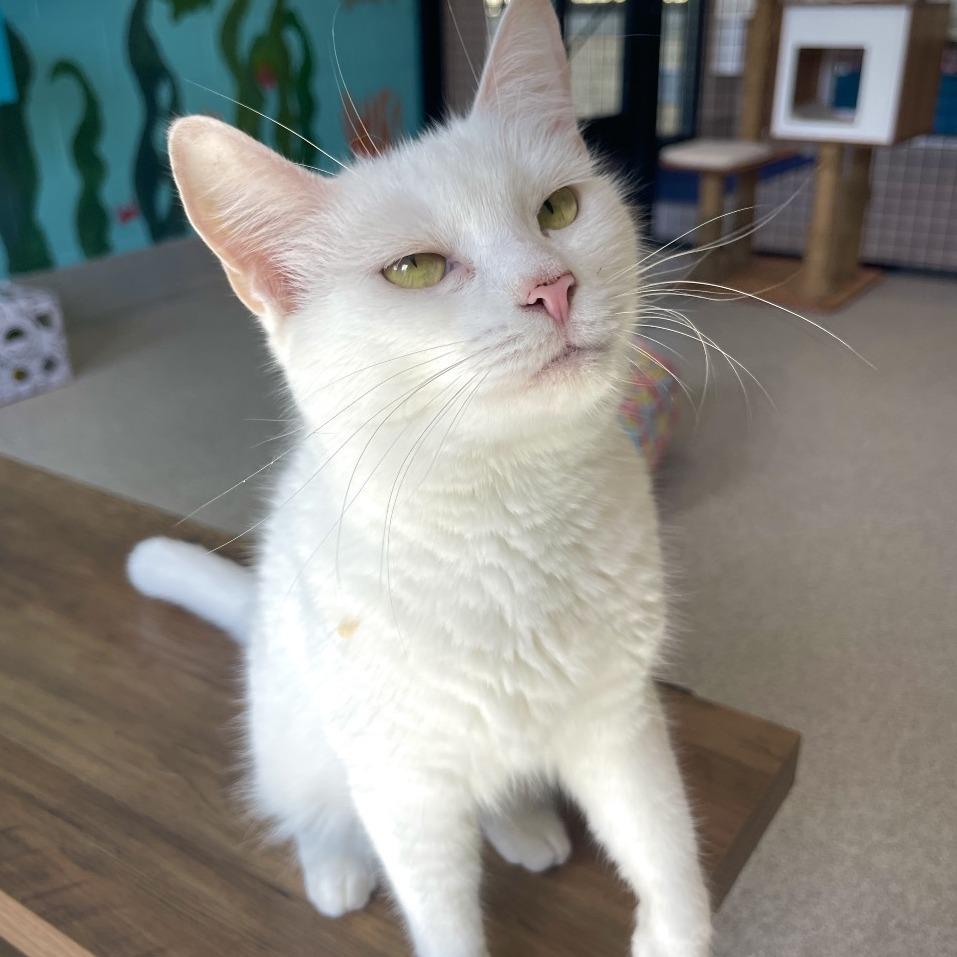 Enlarge petunia marbles, a Adoptable Domestic Short Hair in Englewood, FL image 5/6