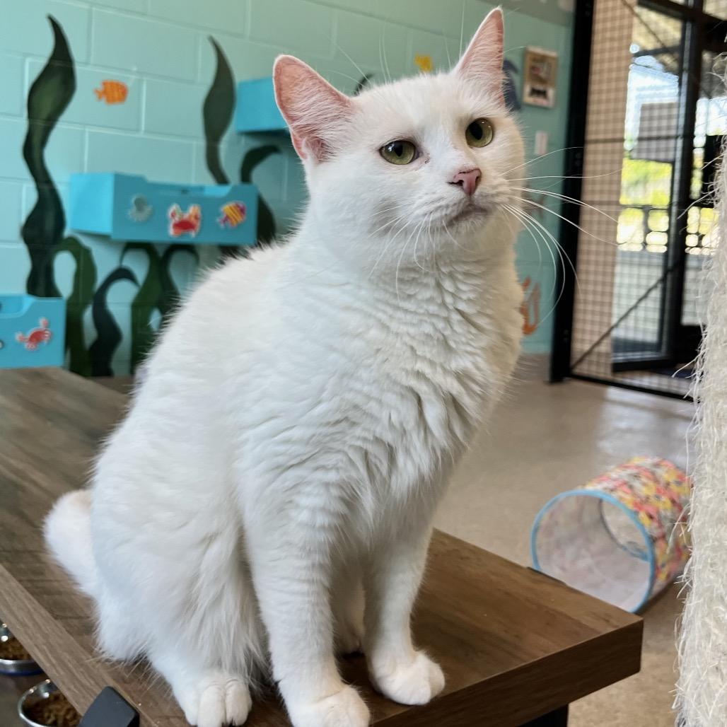 Enlarge petunia marbles, a Adoptable Domestic Short Hair in Englewood, FL image 6/6