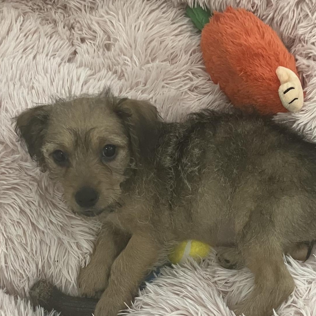 Enlarge Darby, a ADOPTABLE mixed breed in Santa Monica, CA image 3/4