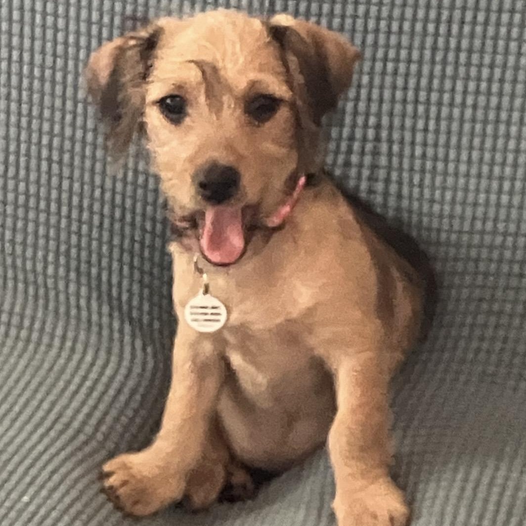 Enlarge Darby, a ADOPTABLE mixed breed in Santa Monica, CA image 2/4