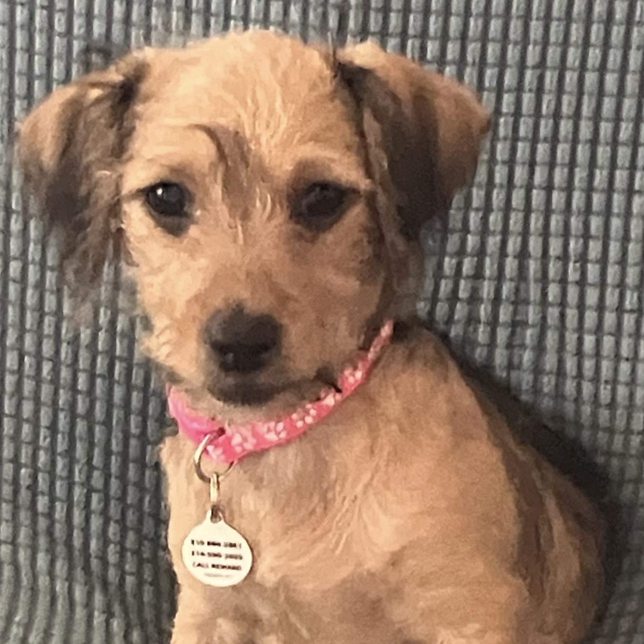 Darby, ADOPTABLE, Puppy Female Border Terrier & Terrier.