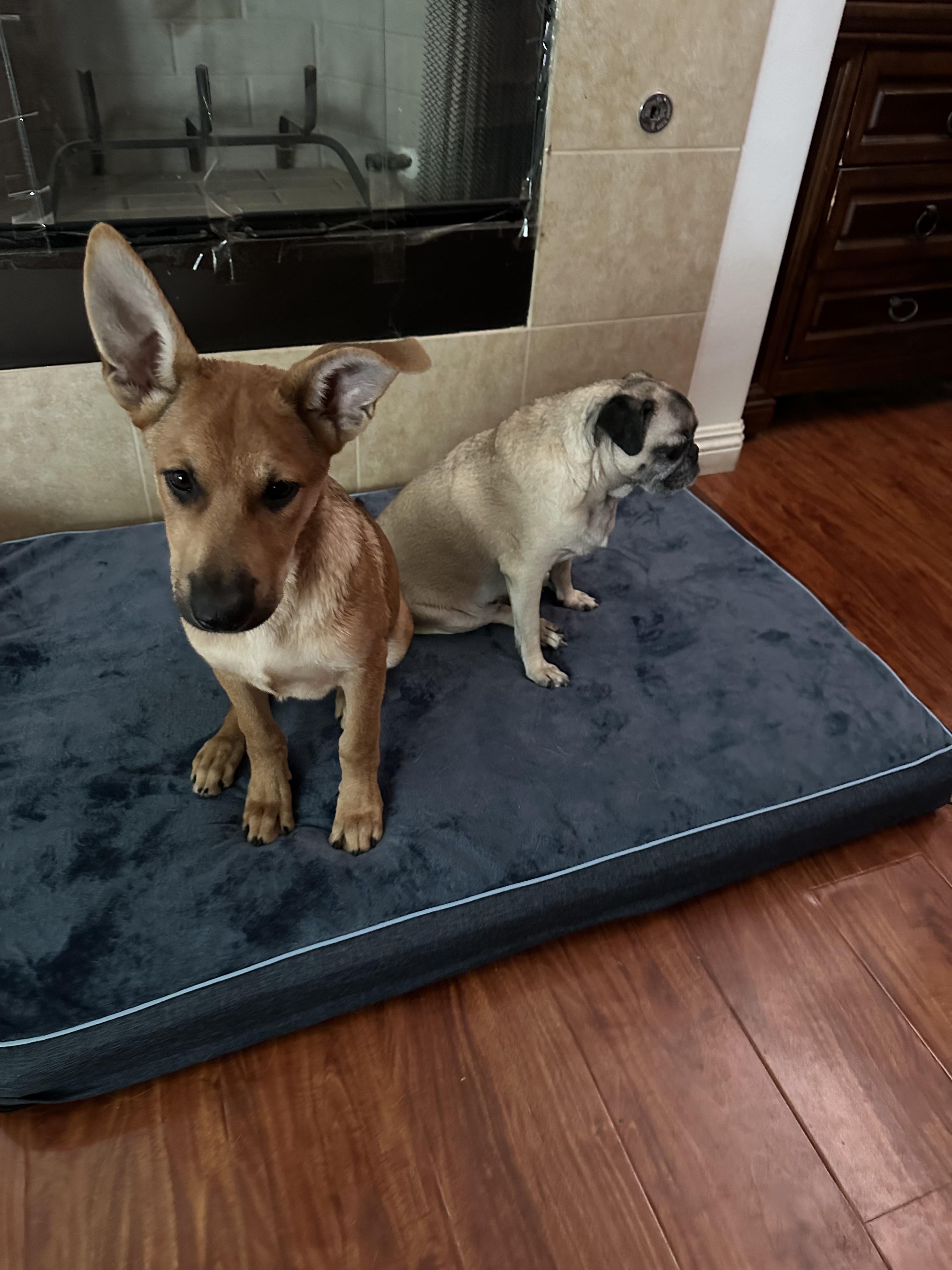 Enlarge Beatriz ID A8018443, a Adopted German Shepherd Dog in Yucaipa , CA image 2/5