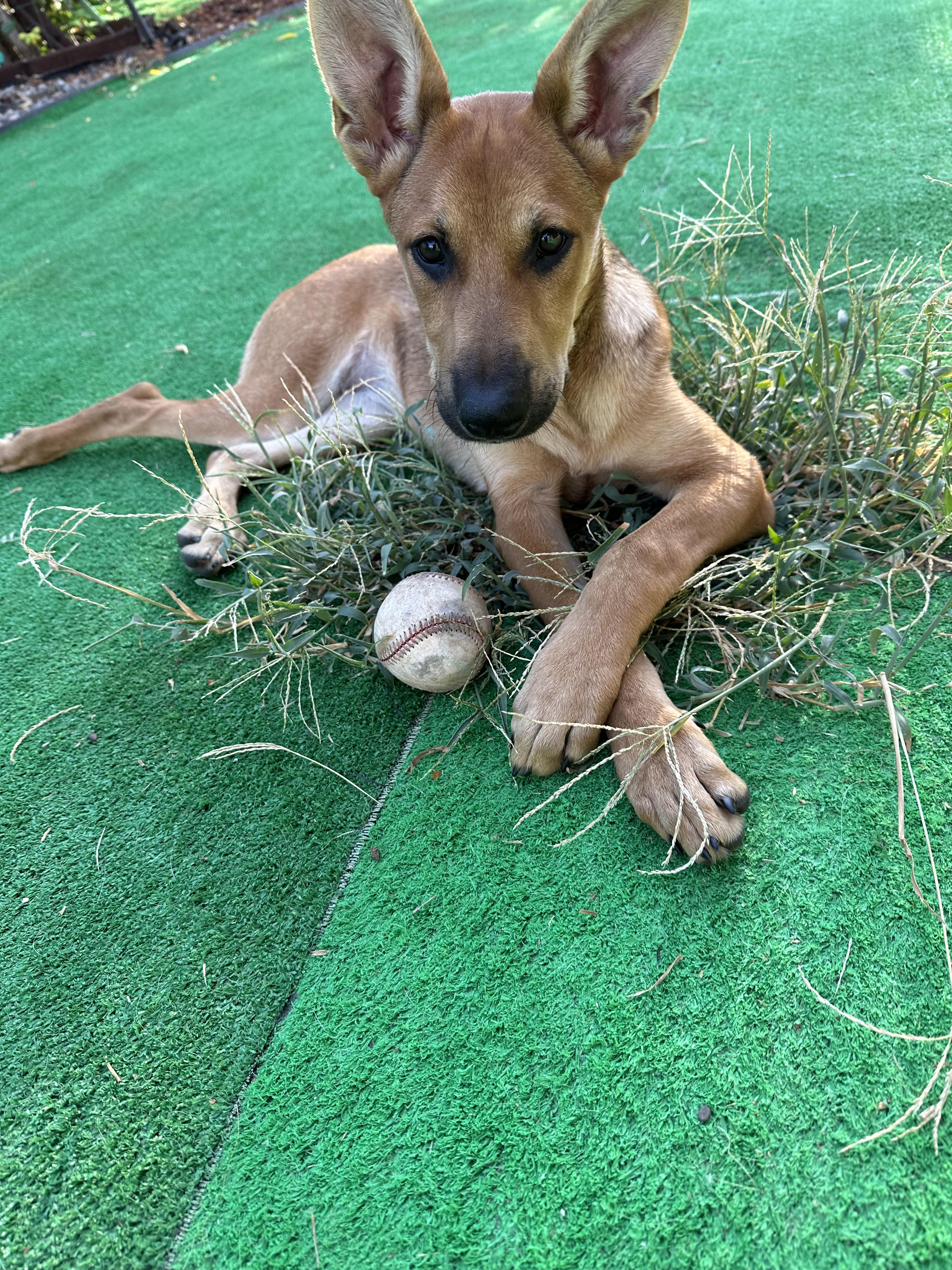 Beatriz ID A8018443, Adopted, Puppy Female German Shepherd Dog.