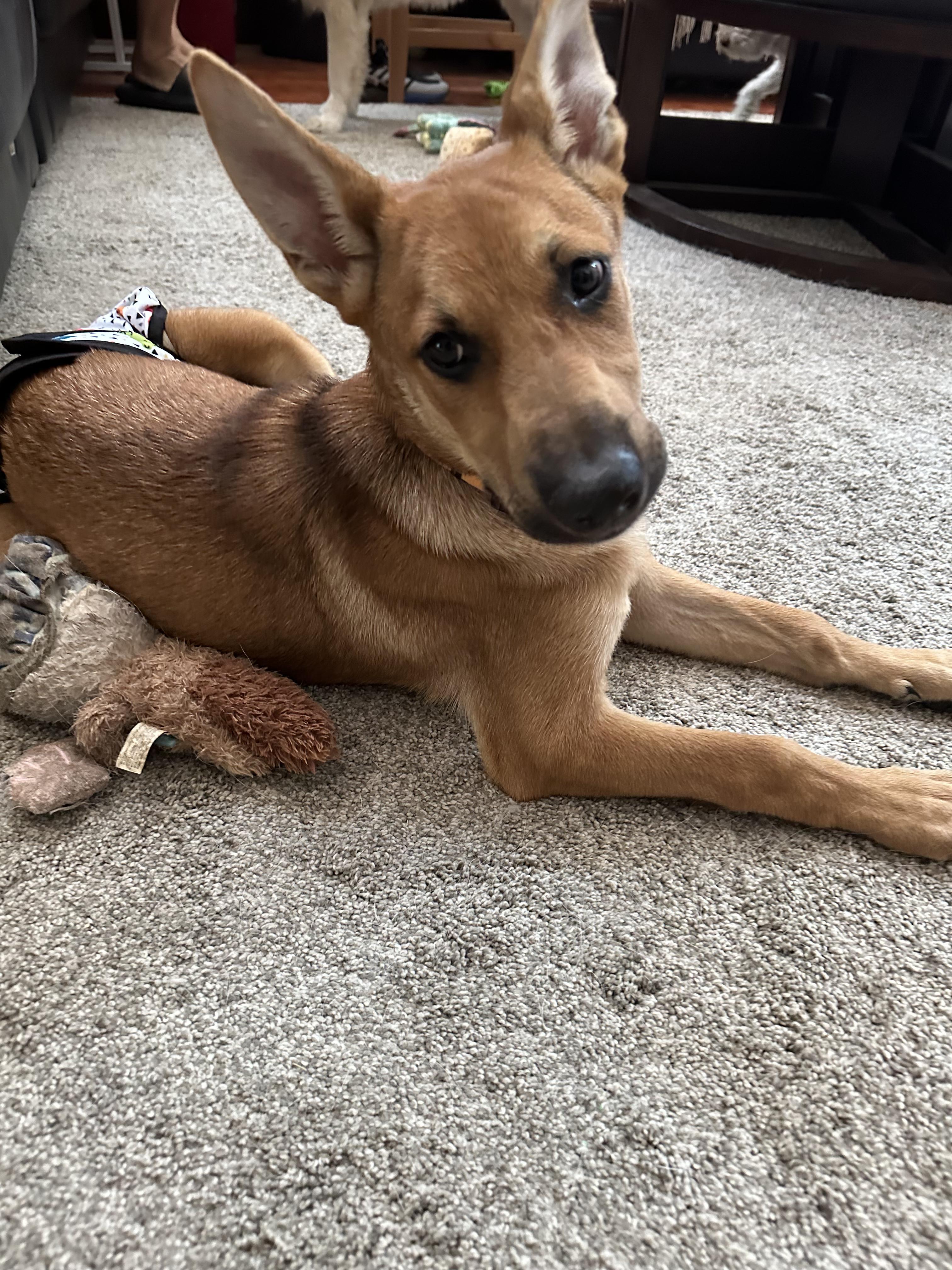 Enlarge Beatriz ID A8018443, a Adopted German Shepherd Dog in Yucaipa , CA image 3/5