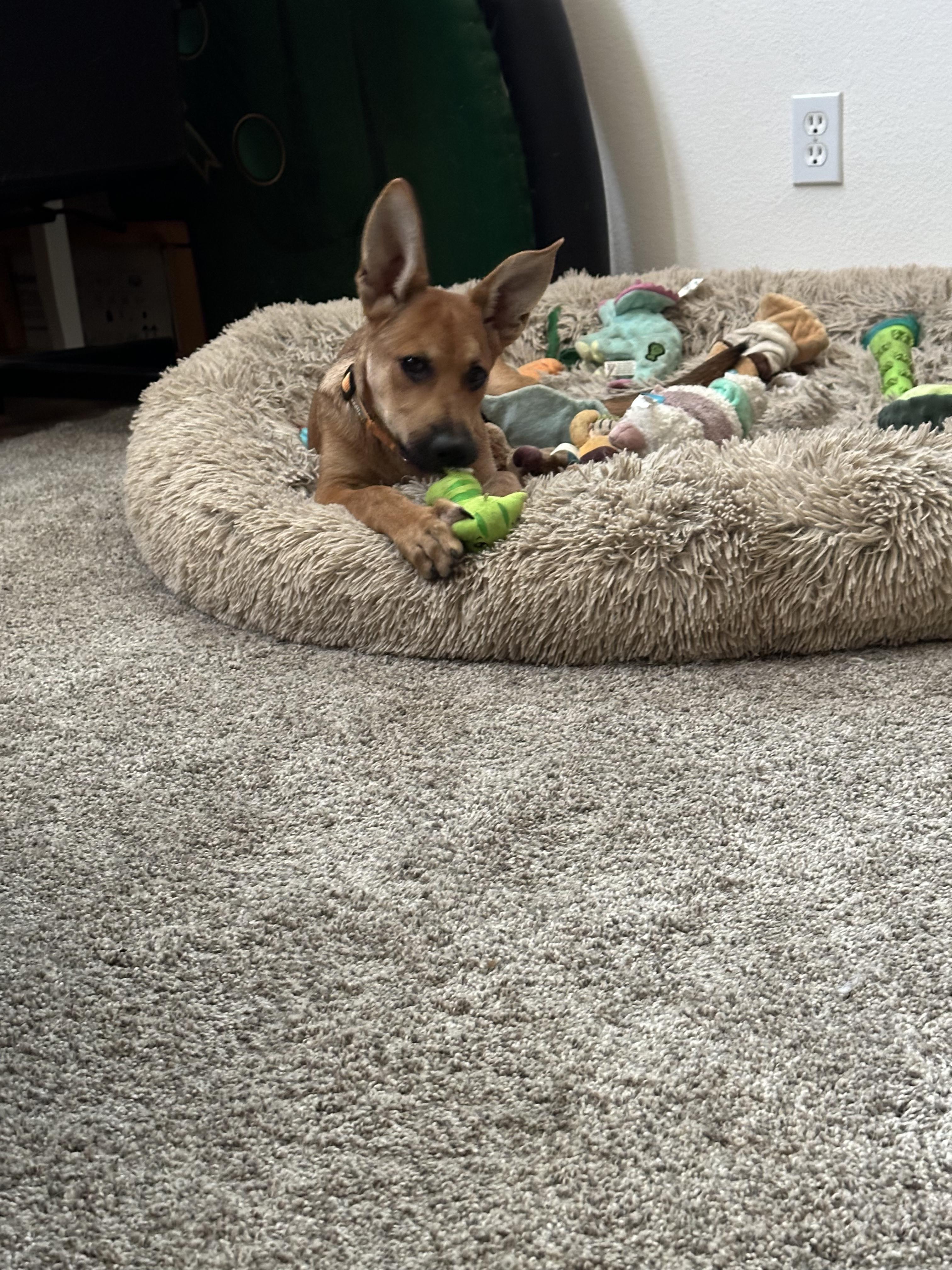 Enlarge Beatriz ID A8018443, a Adopted German Shepherd Dog in Yucaipa , CA image 4/5