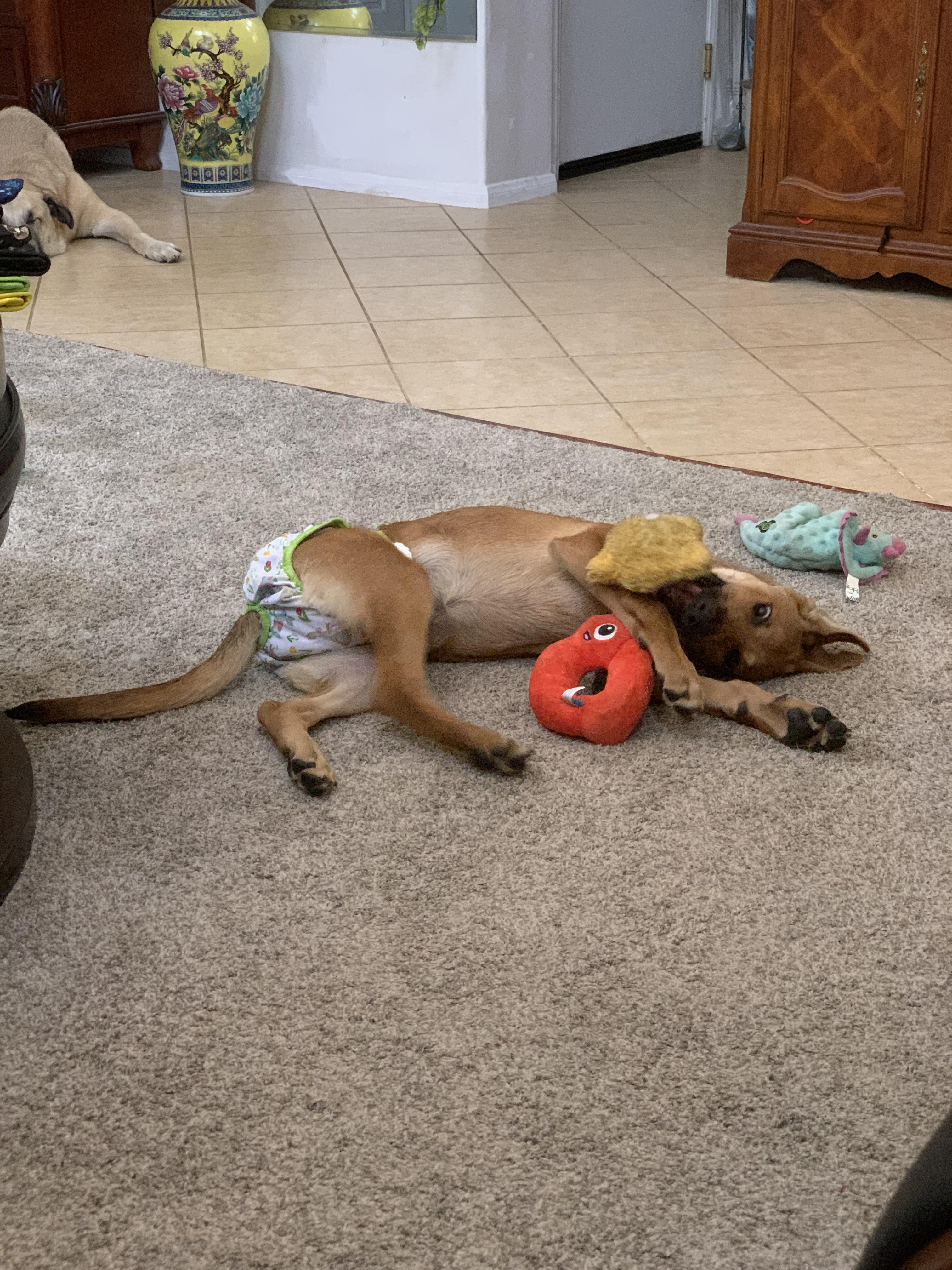 Enlarge Beatriz ID A8018443, a Adopted German Shepherd Dog in Yucaipa , CA image 5/5