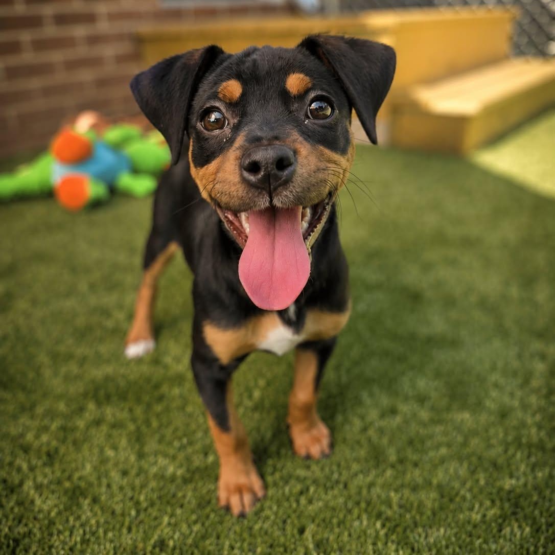 Sierra, adopted, Puppy Female Mixed Breed.