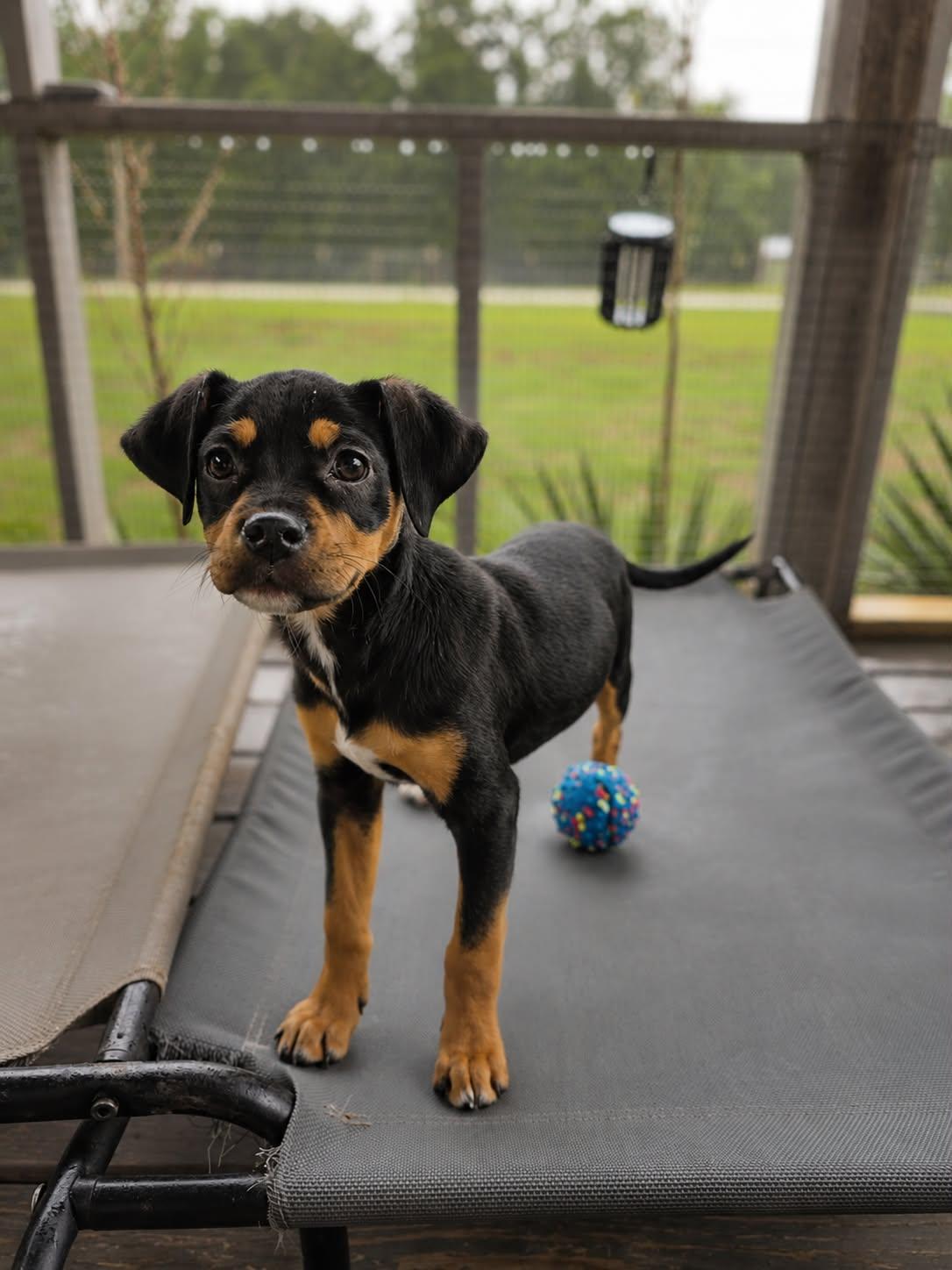 Enlarge Sierra, an adopted mixed breed in Syracuse, NY image 3/6