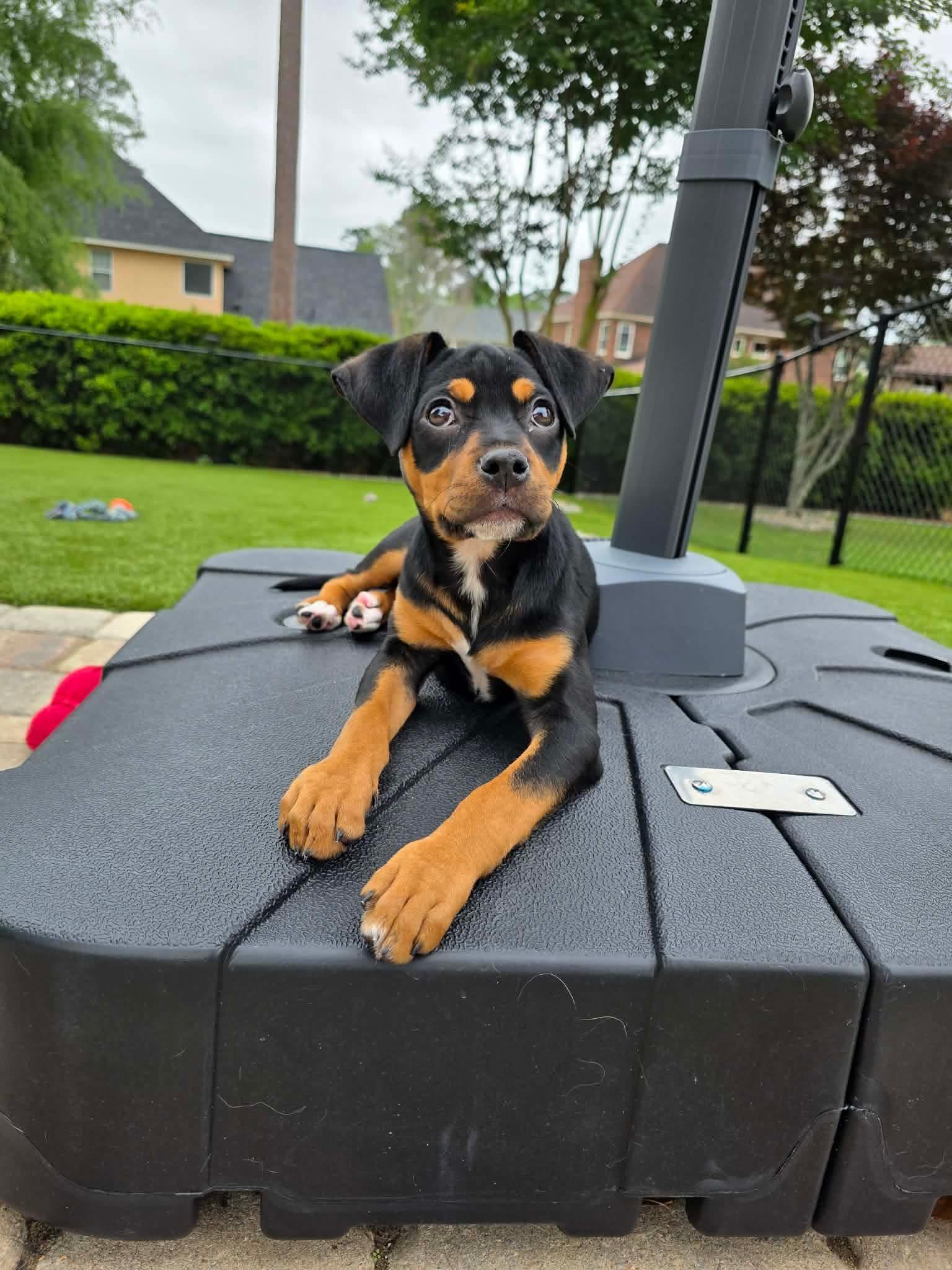 Enlarge Sierra, an adopted mixed breed in Syracuse, NY image 5/6