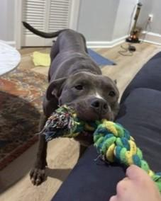 Milan, Adoptable, Adult Female Pit Bull Terrier & Mixed Breed.