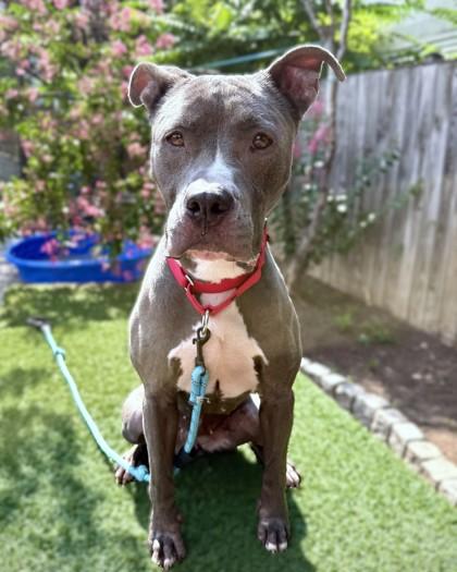 Enlarge Milan, a Adoptable mixed breed in Washington, DC image 2/3