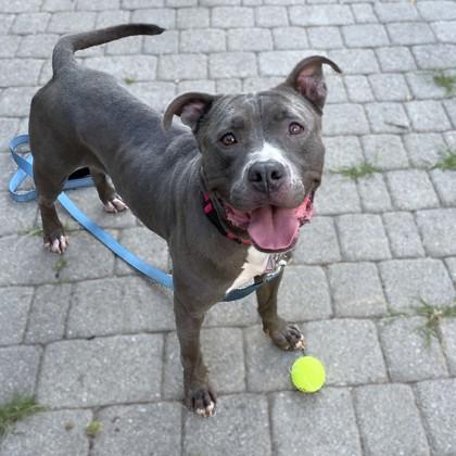 Enlarge Milan, a Adoptable mixed breed in Washington, DC image 3/3