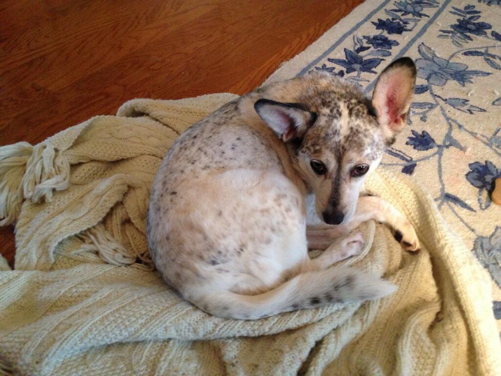 Bailey, Adopted, Young Female Australian Cattle Dog / Blue Heeler.