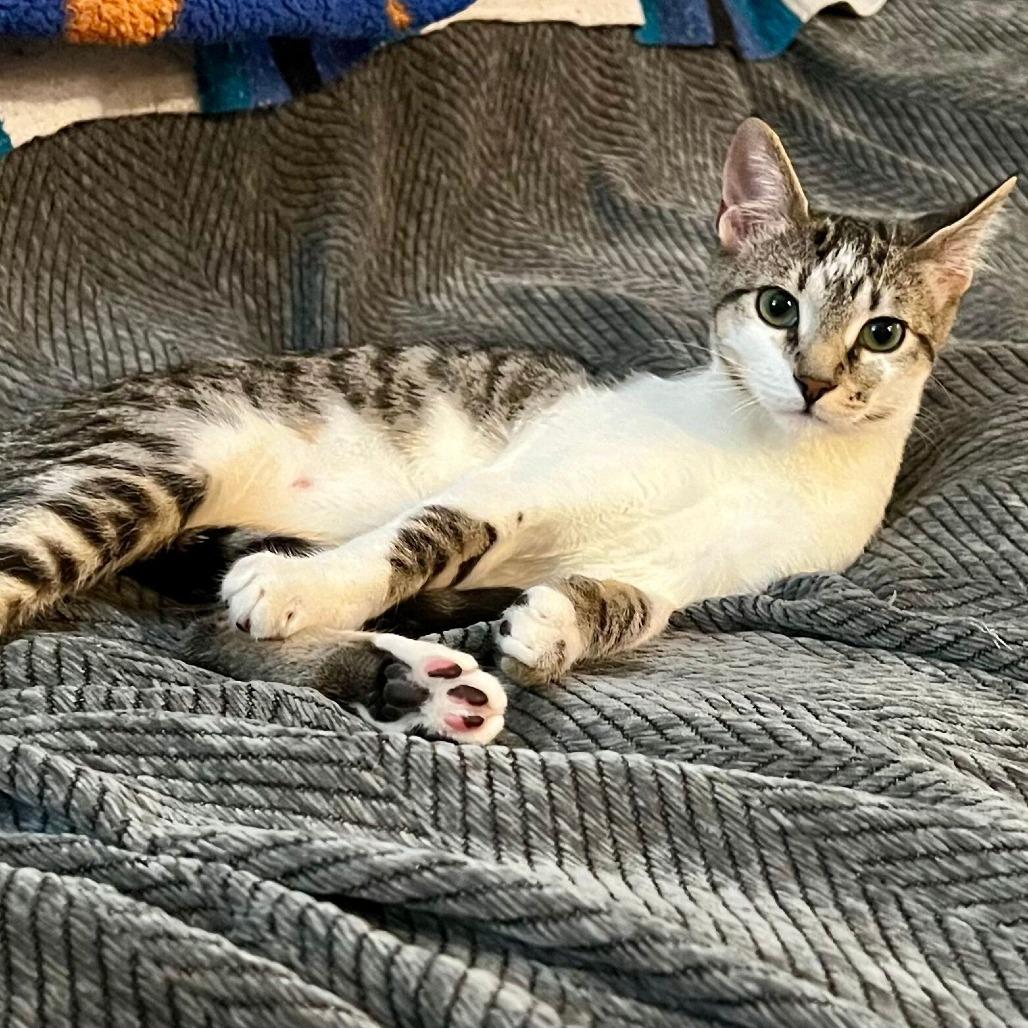 Enlarge Dottie, a Adoptable Domestic Short Hair in Boston, MA image 1/3