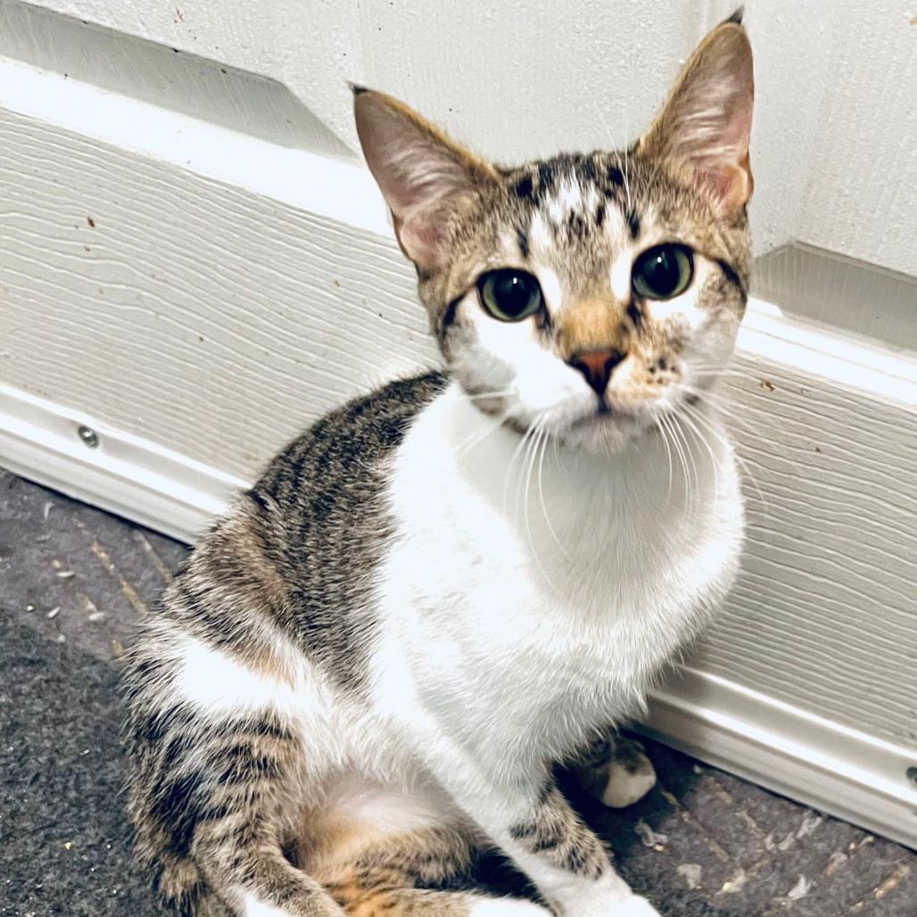 Enlarge Dottie, a Adoptable Domestic Short Hair in Boston, MA image 2/3