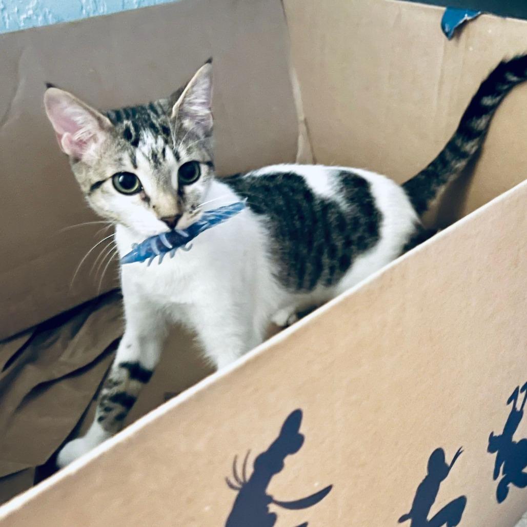 Enlarge Dottie, a Adoptable Domestic Short Hair in Boston, MA image 3/3