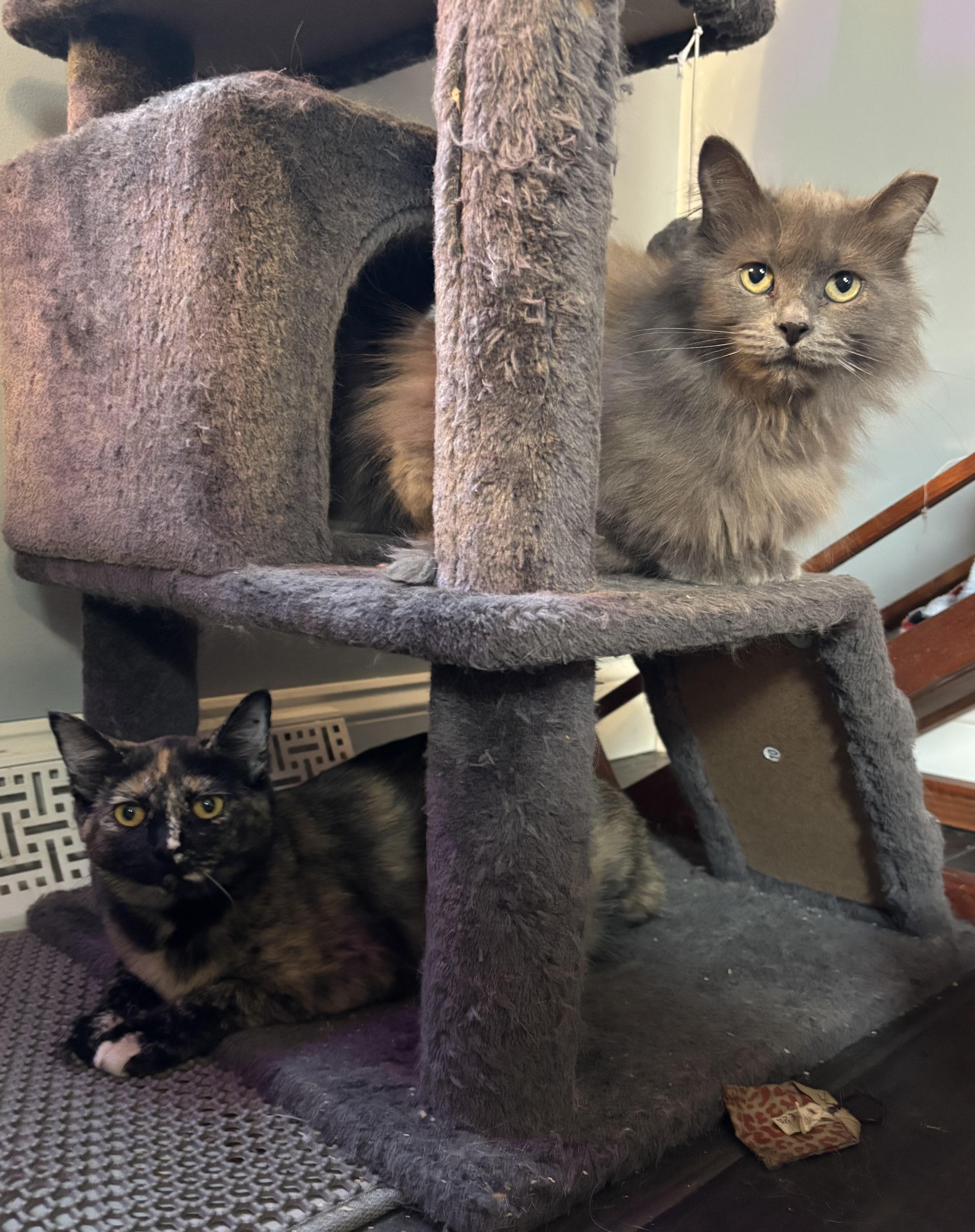 Pixie, a Adoptable Domestic Short Hair in Ortonville, MI image 2/5