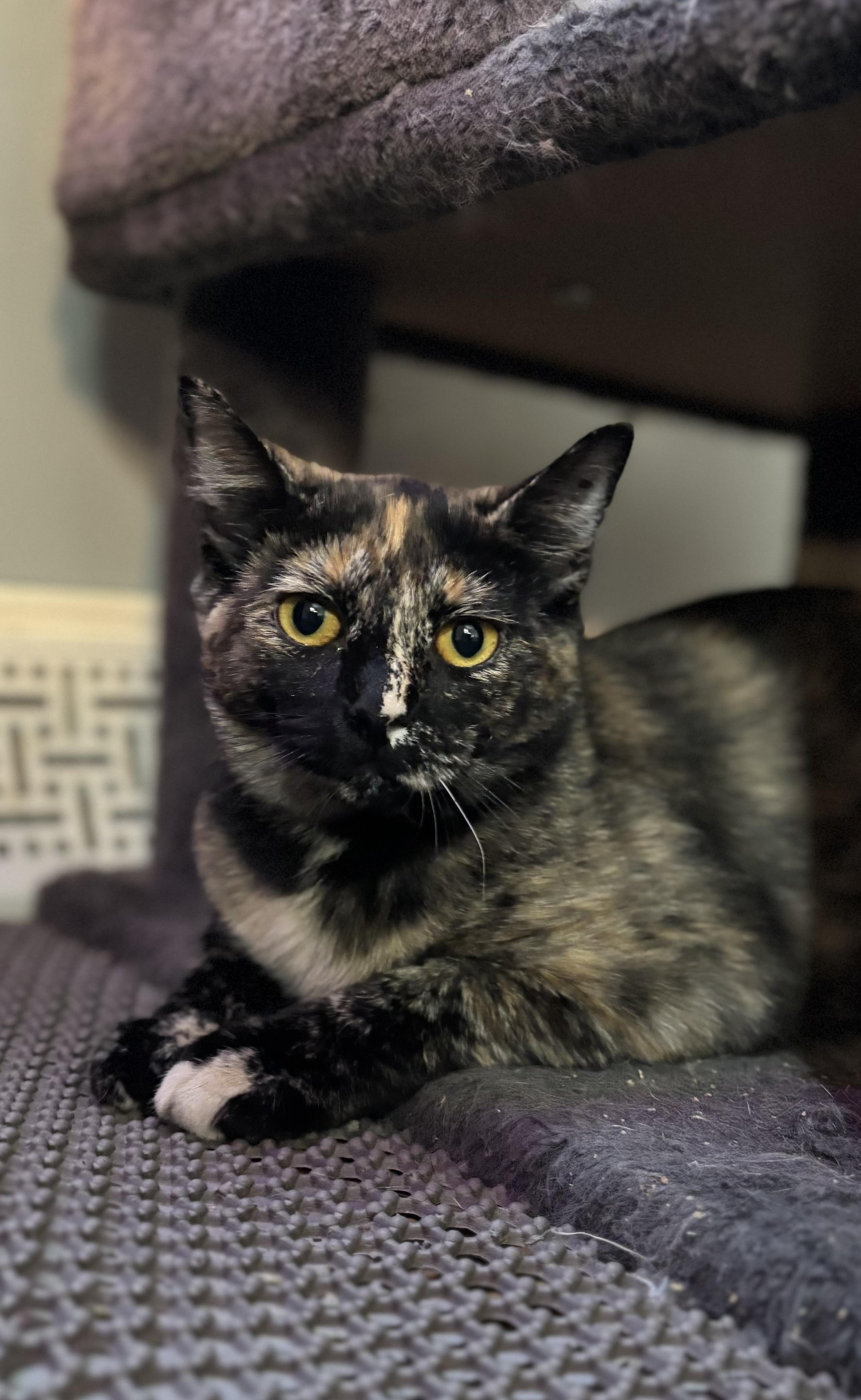 Pixie, a Adoptable Domestic Short Hair in Ortonville, MI image 4/5