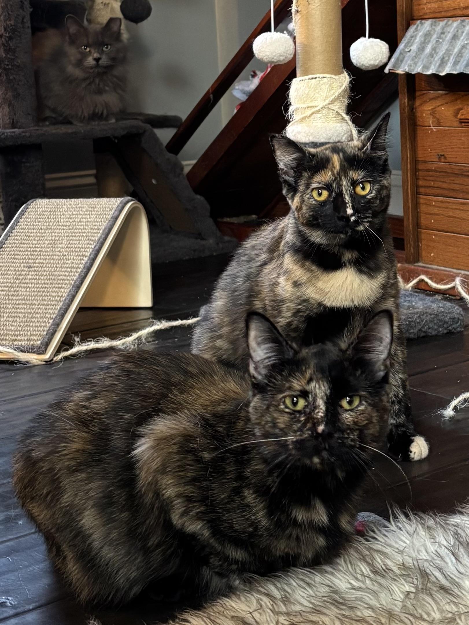 Pixie, a Adoptable Domestic Short Hair in Ortonville, MI image 5/5