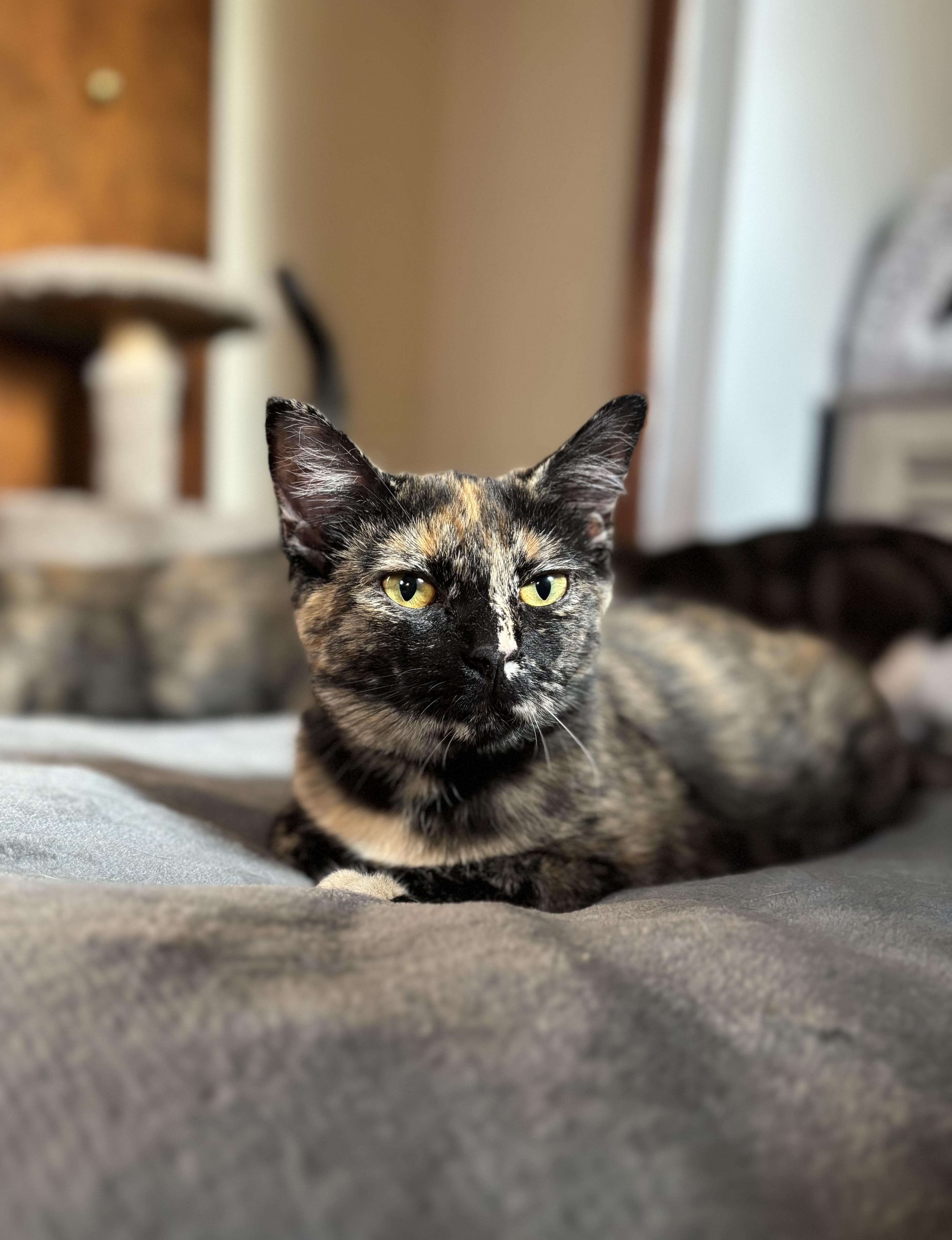 Pixie, a Adoptable Domestic Short Hair in Ortonville, MI image 1/5