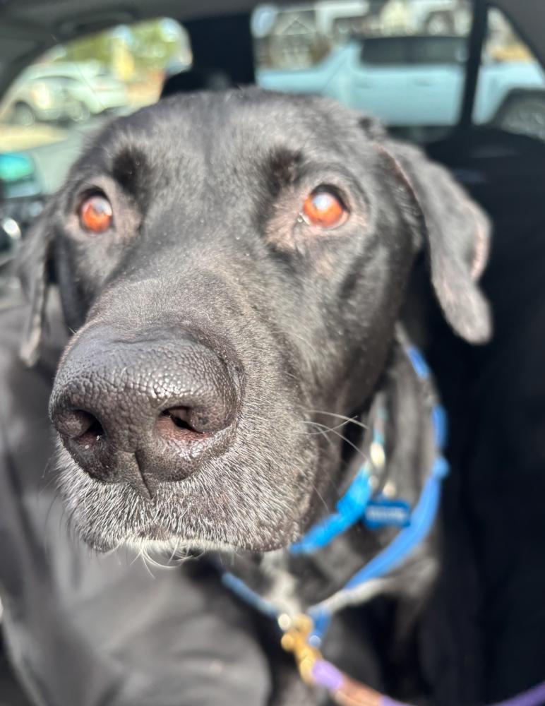 Cammalleri / Pongo / Hooch, Adoptable, Adult Male Labrador Retriever.
