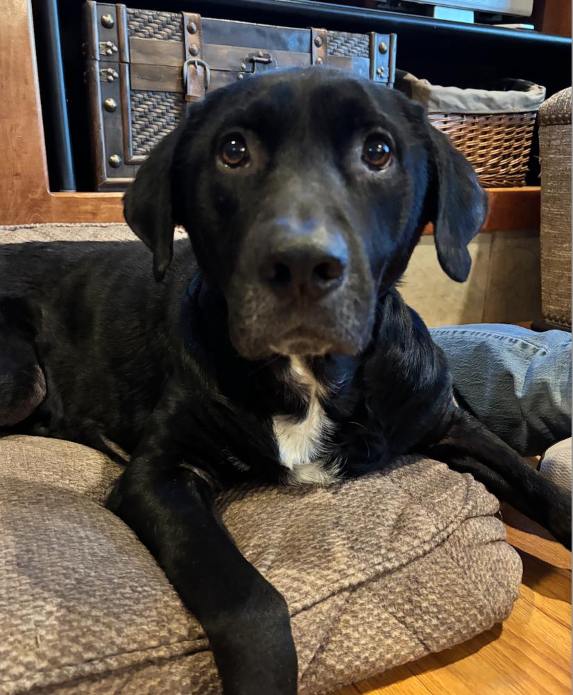 Enlarge Cammalleri / Pongo / Hooch, a Adoptable mixed breed in Broomfield, CO image 3/6