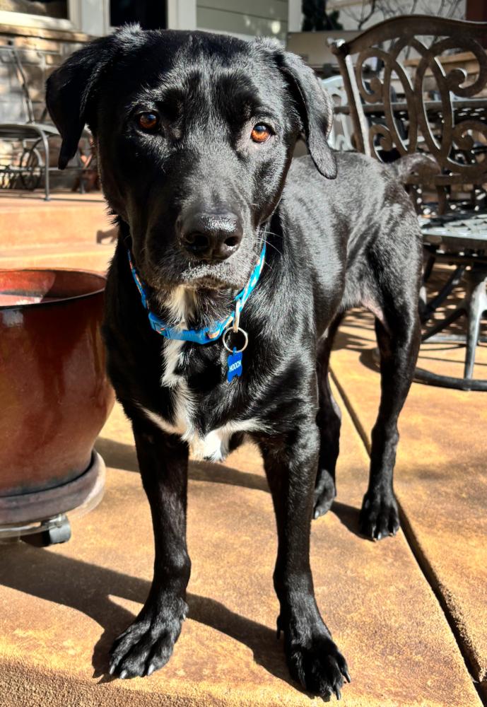 Enlarge Cammalleri / Pongo / Hooch, a Adoptable mixed breed in Broomfield, CO image 4/6