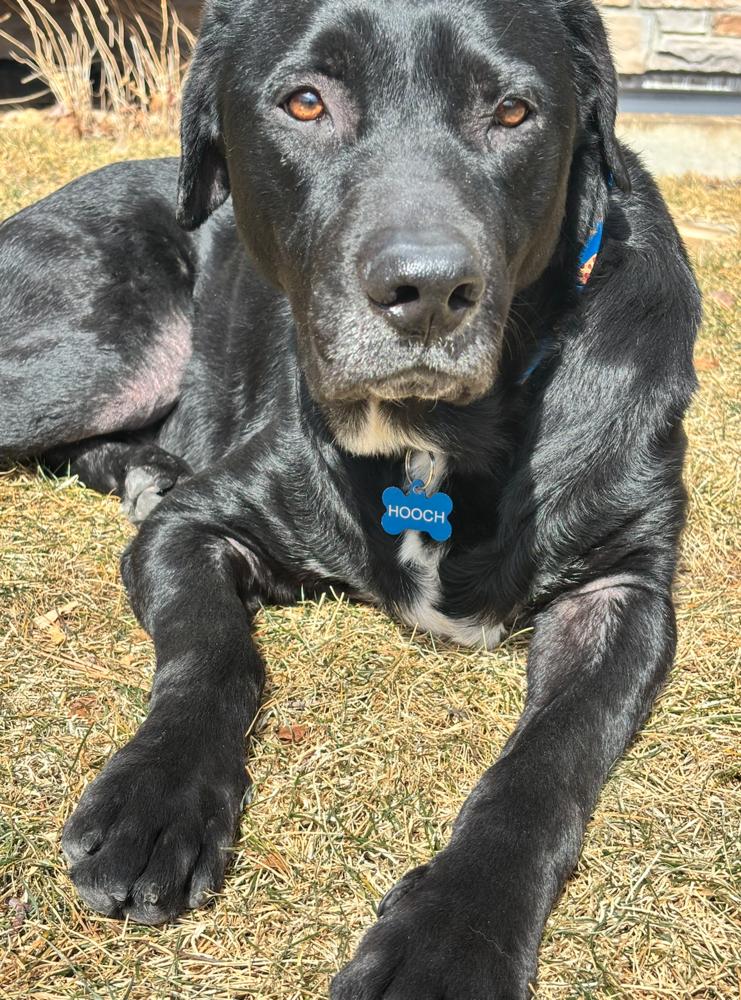 Enlarge Cammalleri / Pongo / Hooch, a Adoptable mixed breed in Broomfield, CO image 5/6