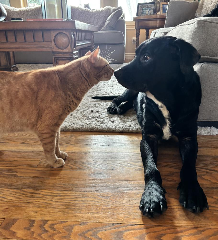 Enlarge Cammalleri / Pongo / Hooch, a Adoptable mixed breed in Broomfield, CO image 6/6