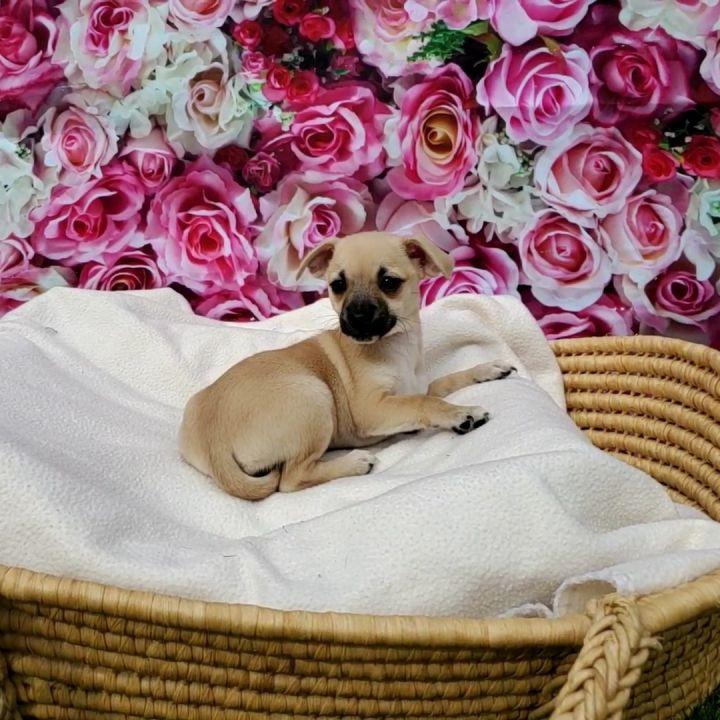 Macadamia, a Adopted mixed breed in Bakersfield, CA image 1/4
