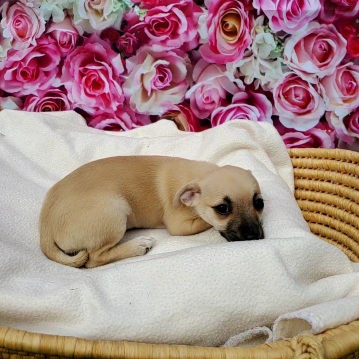 Macadamia, a Adopted mixed breed in Bakersfield, CA image 2/4