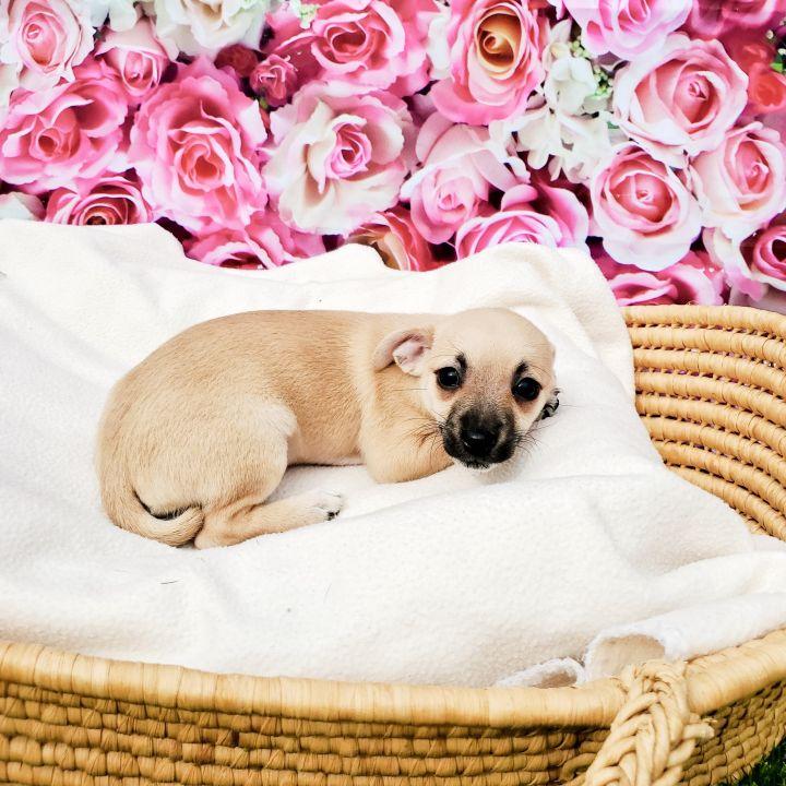 Macadamia, a Adopted mixed breed in Bakersfield, CA image 4/4