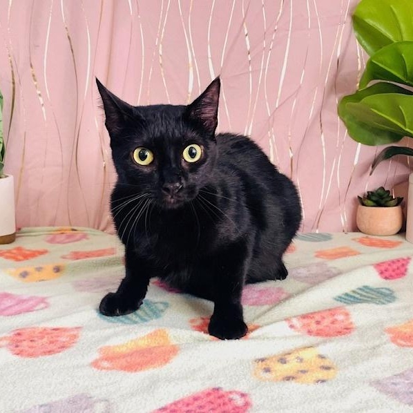 Abbey, Adoptable, Adult Female Domestic Short Hair.