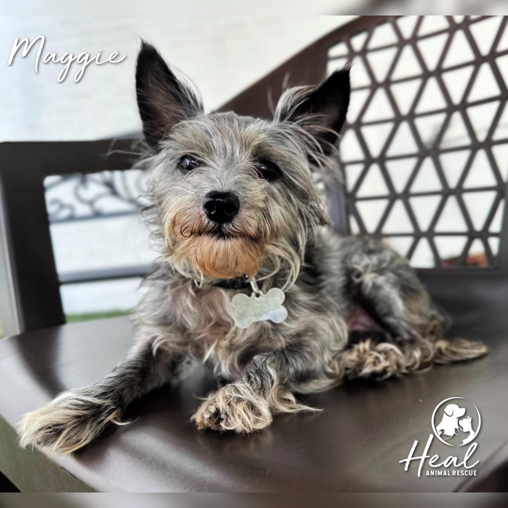 Maggie, Adoptable, Adult Female Yorkshire Terrier.