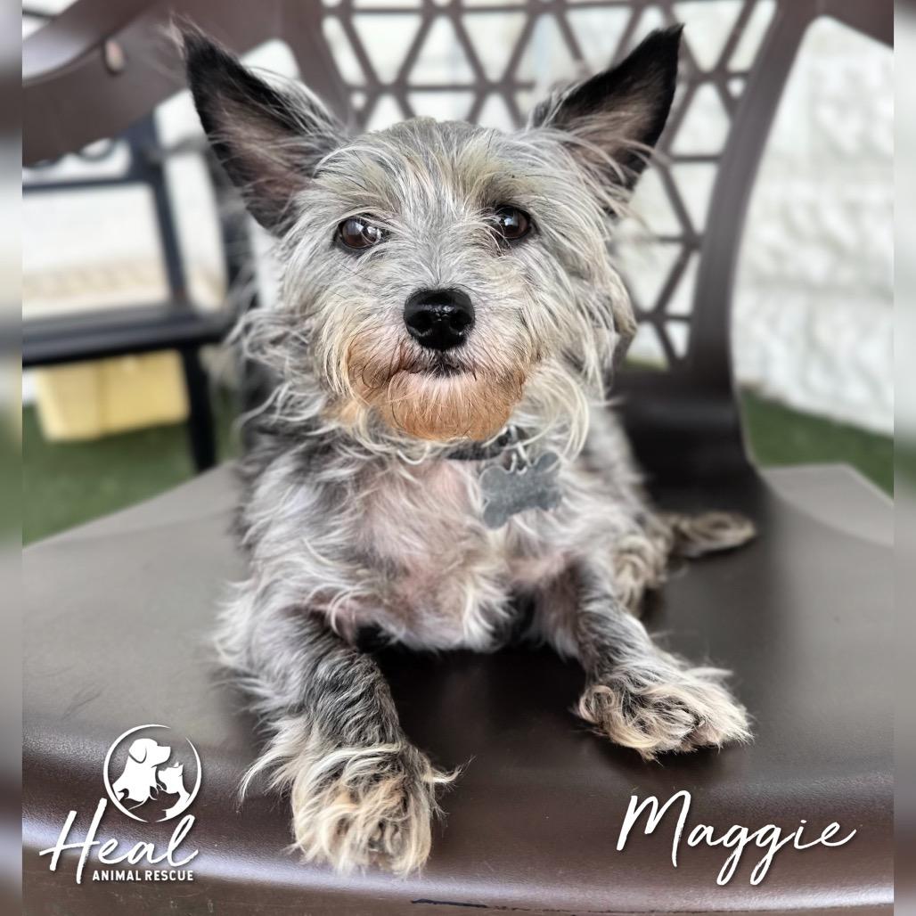 Enlarge Maggie, a Adoptable Yorkshire Terrier in Youngwood, PA image 2/3