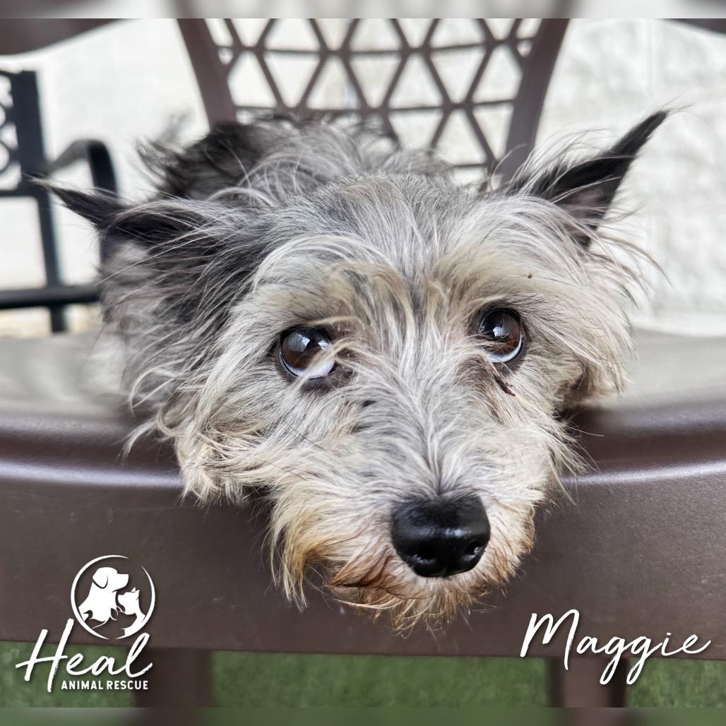 Enlarge Maggie, a Adoptable Yorkshire Terrier in Youngwood, PA image 3/3