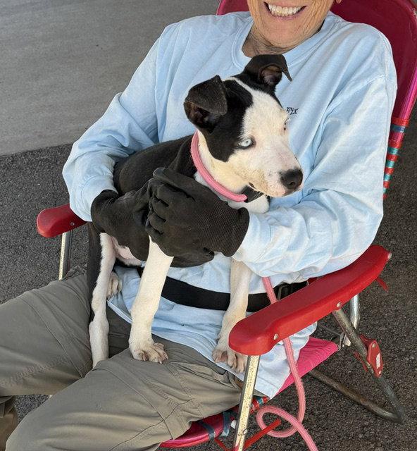 Enlarge Vada, a Adoptable Pit Bull Terrier in Carrollton, GA image 1/3
