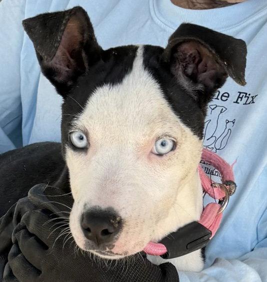 Enlarge Vada, a Adoptable Pit Bull Terrier in Carrollton, GA image 2/3
