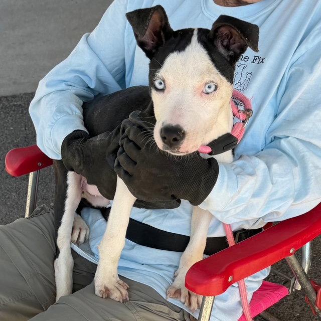 Enlarge Vada, a Adoptable Pit Bull Terrier in Carrollton, GA image 3/3