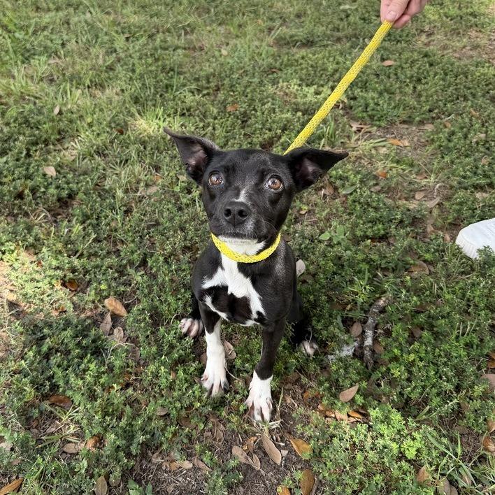 Enlarge Squatted Limo, a Adoptable mixed breed in Carencro, LA image 1/3