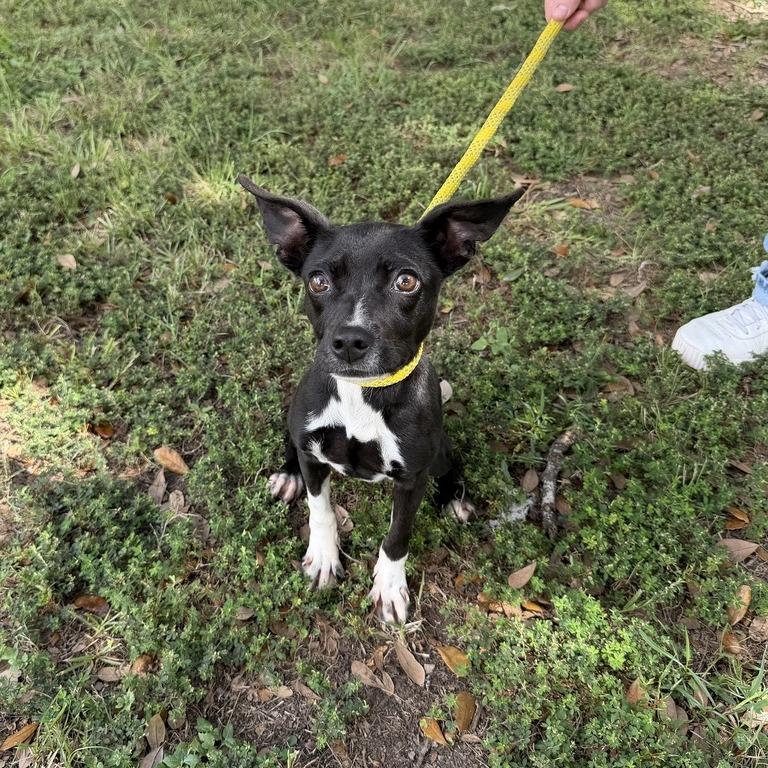 Enlarge Squatted Limo, a Adoptable mixed breed in Carencro, LA image 2/3
