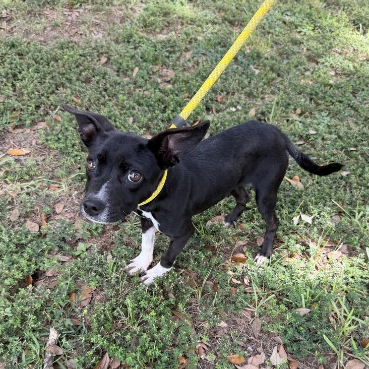 Enlarge Squatted Limo, a Adoptable mixed breed in Carencro, LA image 3/3