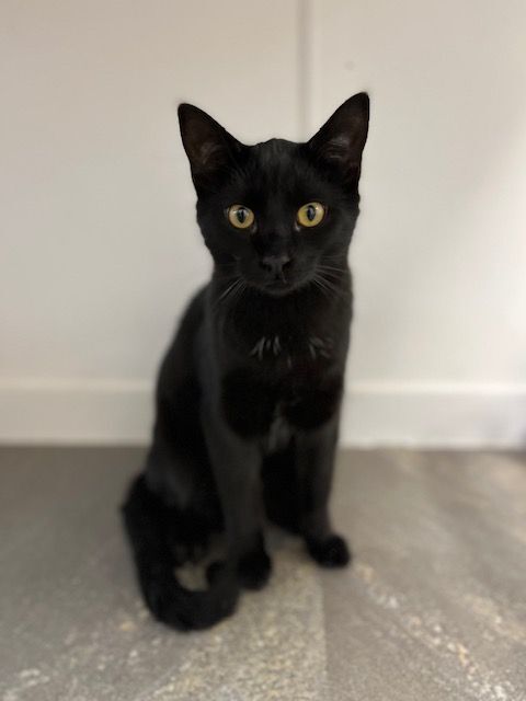 Channing, Adoptable, Adult Male Domestic Short Hair.