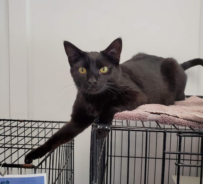 Channing, a Adoptable Domestic Short Hair in Geneseo, IL image 2/6