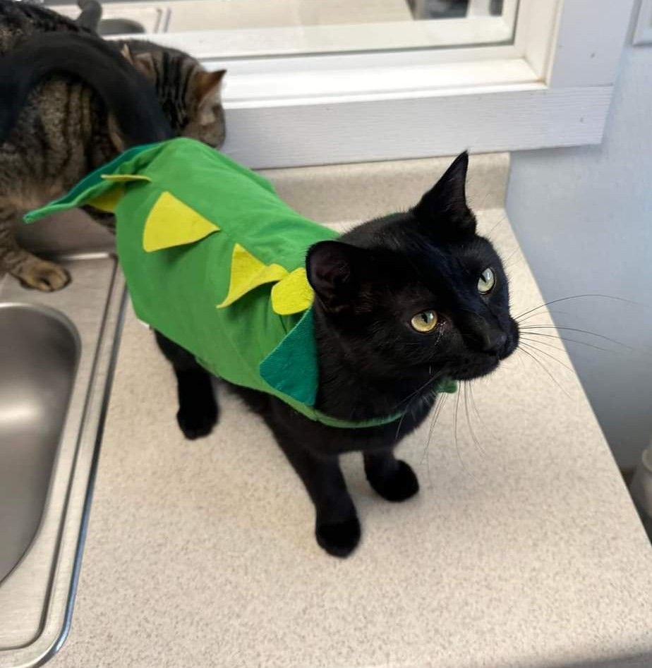 Channing, a Adoptable Domestic Short Hair in Geneseo, IL image 3/6