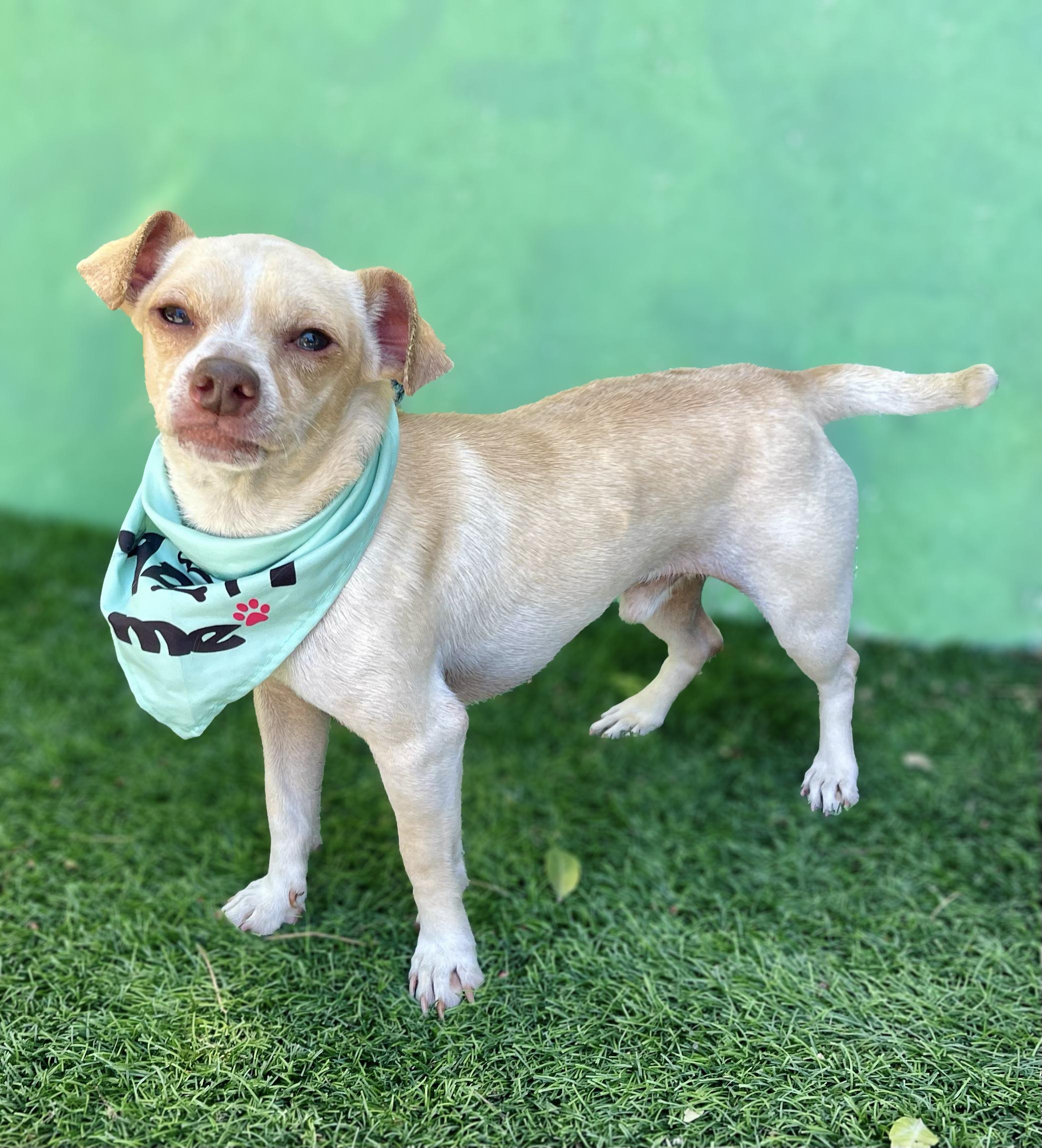 MICKEY, a ADOPTABLE mixed breed in Rowland Heights, CA image 2/3